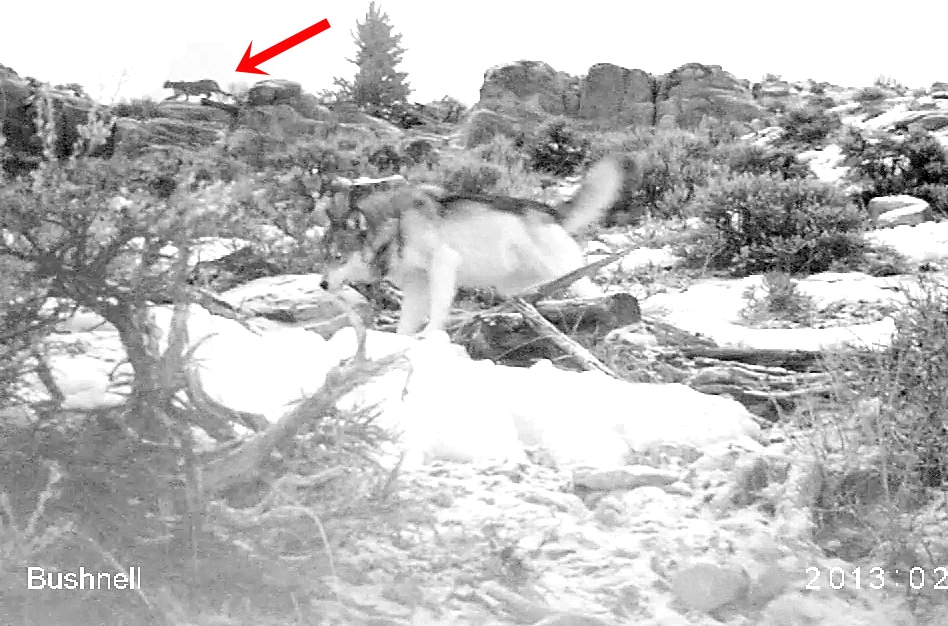 mountain lion hunting wolves