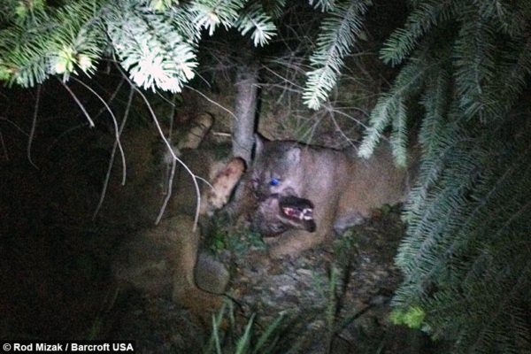 Mountain Lions Kill Wolves