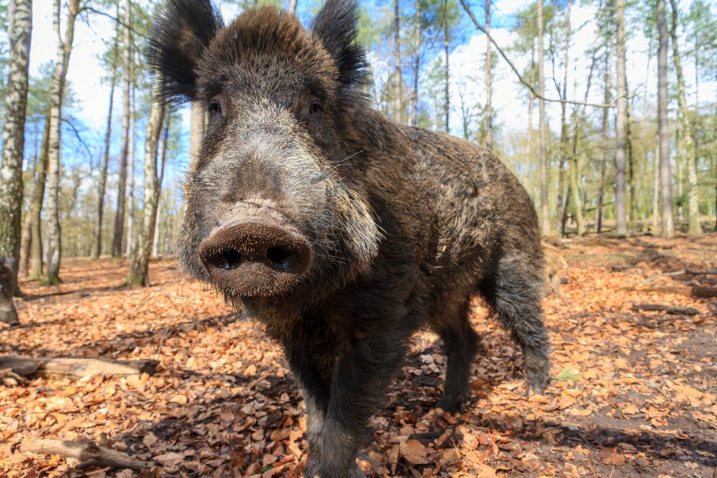 Hog Shot Placement (it's different than deer) » GotHunts.com