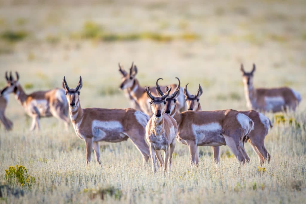 Pronghorn antelope in Nebraska