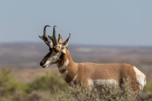 Pronghorn antelope can be tough to hunt, so to be successful you need to prepare, so here are some antelope archery hunting tips.