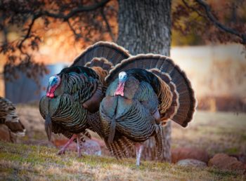 wild turkeys