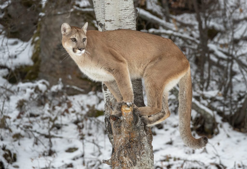 Mountain Lion Distribution And Range