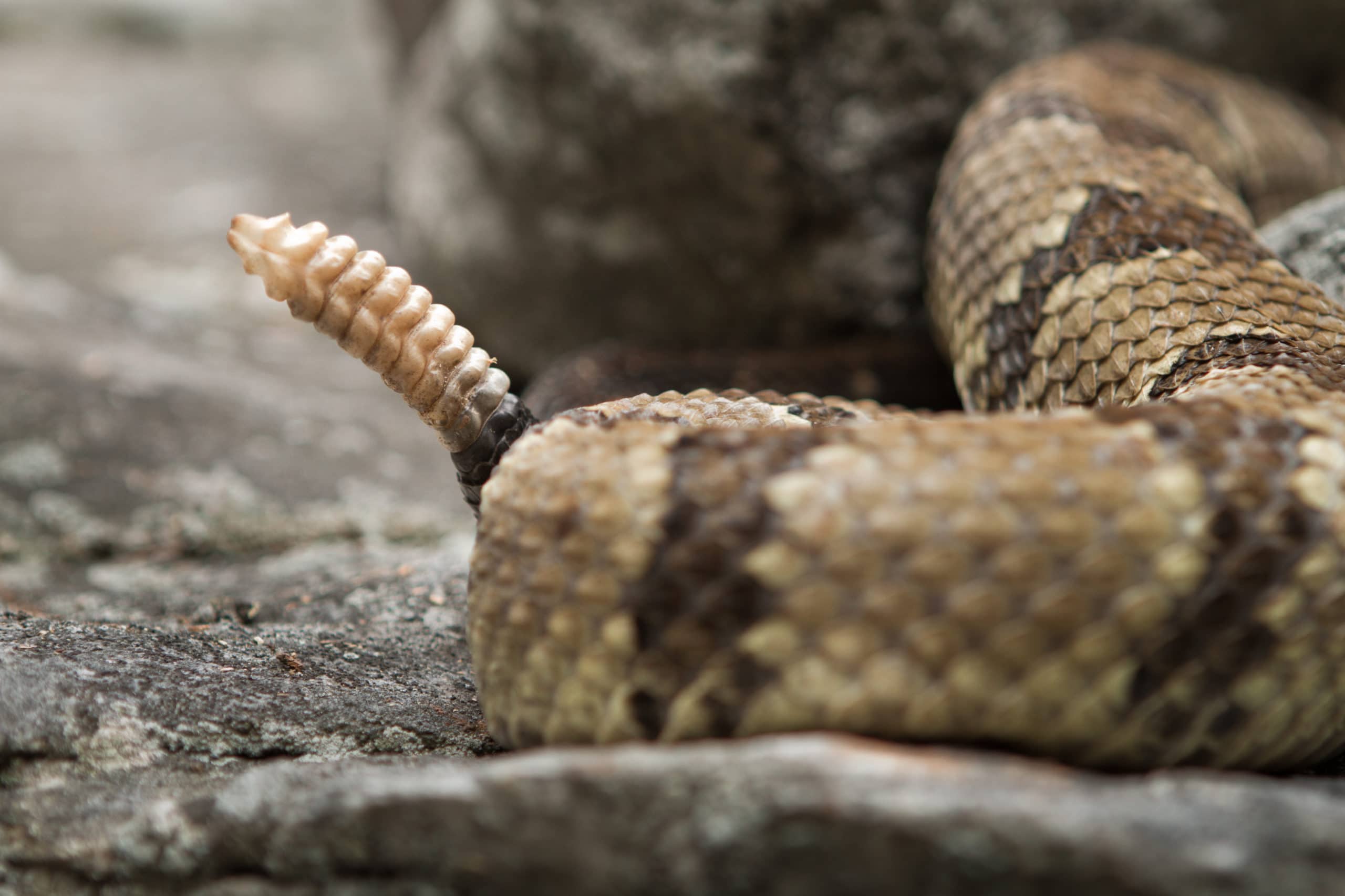 rattle snake battle snake