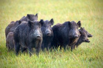 Wild Boar