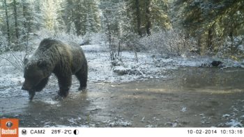 We grabbed a set of balls and went in there with now two loaded guns and the bear was not in sight....