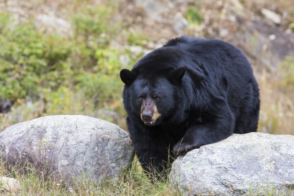 North Carolina Record Black Bear Confirmed