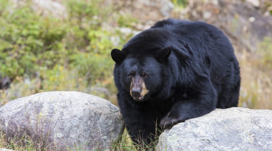 North Carolina Record Black Bear Confirmed