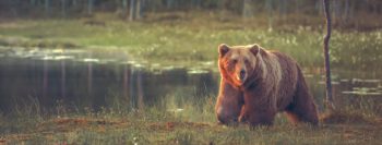 Big male bear walking in the bog at sunset.