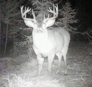 Deer Body Size Will Fool You Every Time!