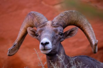 Desert bighorn sheep ram