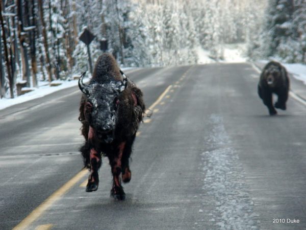 Grizzly Bear Chasing a Bison Down a Highway