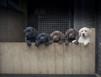 How do I pick a good bird dog