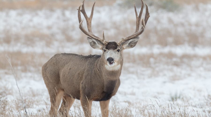 Self Guided Mule Deer Drop Hunt » GotHunts.com