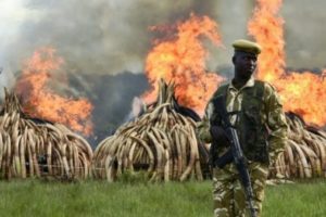 Rhino Horn Burning Ceremonies