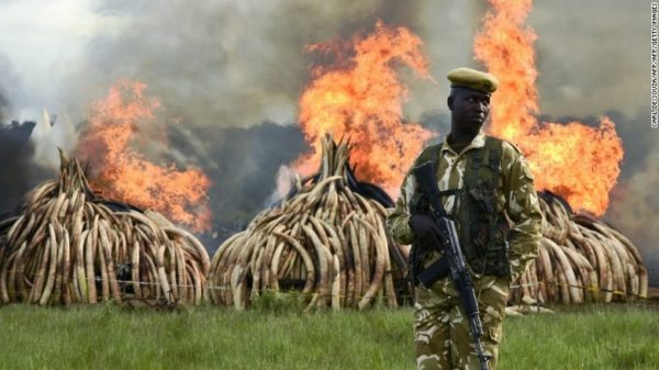 Rhino Horn Burning Ceremonies