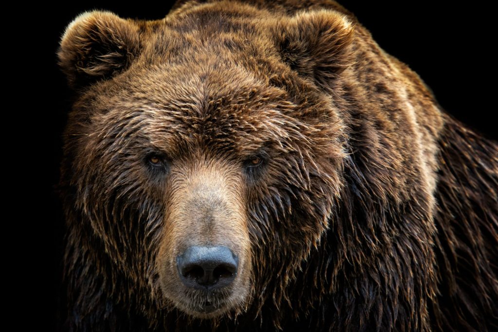 The largest bears tend to be found on the Alaska Peninsula and the Kodiak Archipelago.