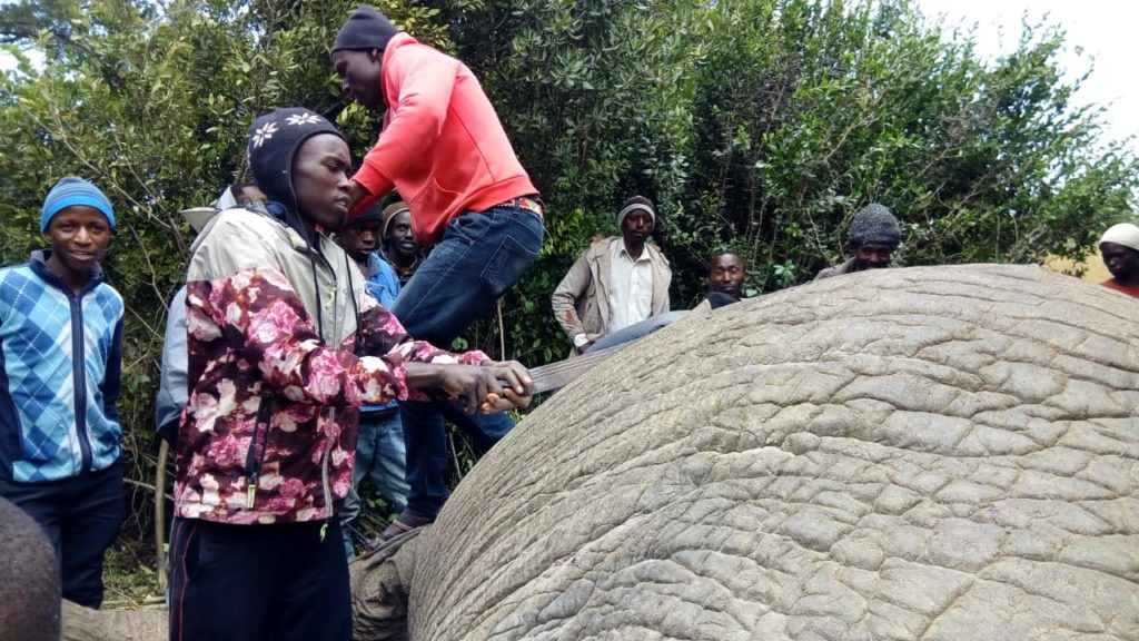 Another giant elephant trophy hunted - is this conservation