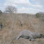 It doesn't take long for people to show up. The "bush telegraph" works quickly.