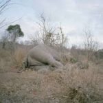 When an elephant is killed by a hunter, nothing is wasted.