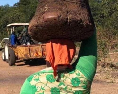 Every piece of the elephant is used. Even the feet.