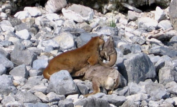 In less than six months, one radio collared mountain lion killed fourteen bighorn sheep.
