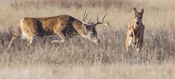 Preparing for Deer Hunting Season » Got Hunts