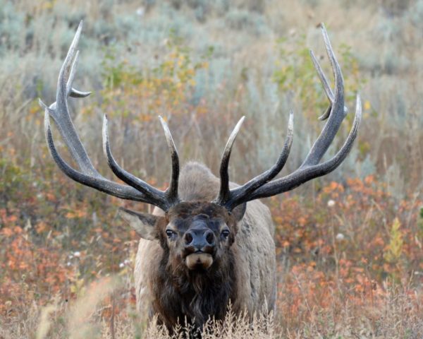 Elk hunting tips