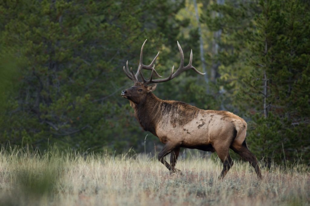 Giant bull elk