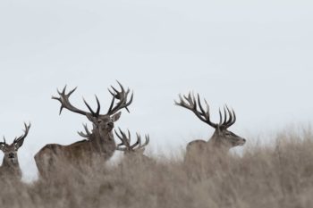 Red stag hunting