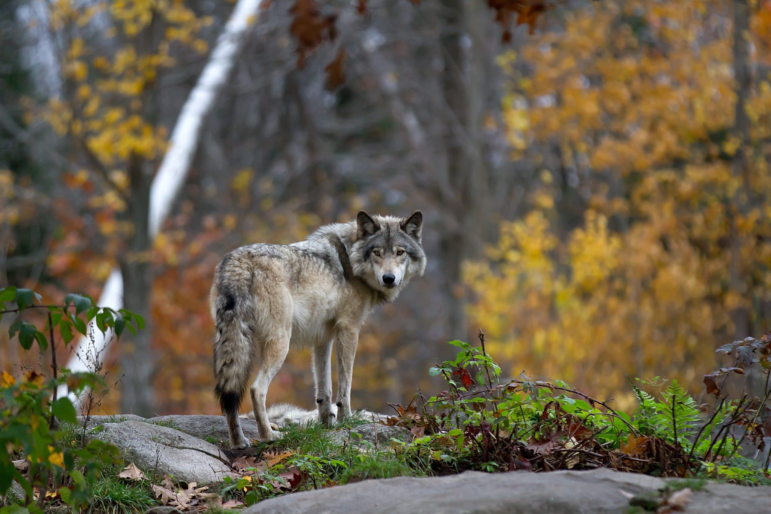 Do Wolves Keep Forests Nutrient Rich Got Hunts