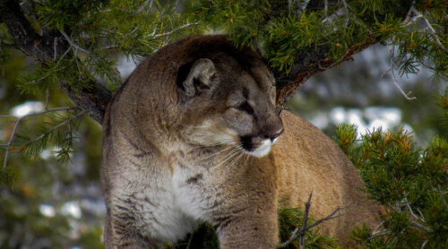 Southern Utah Mountain Lion Hunt With Dogs GotHunts Com   IMG 2241 900x500 