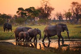 botswana elephant hunting ban