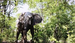 President Mokgweetsi Masisi Lifts Botswana Elephant Ban