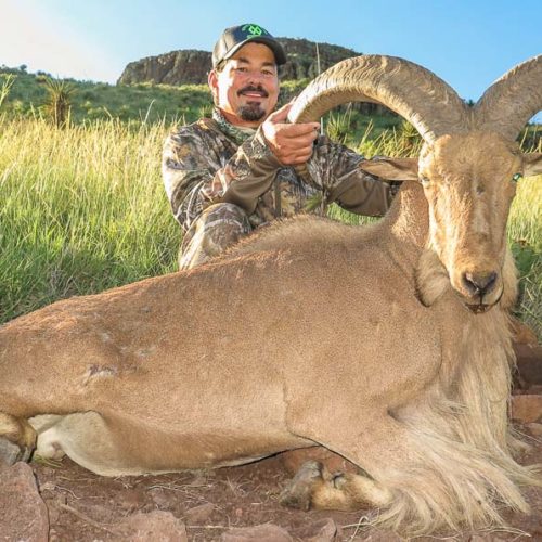 Of the 18 rams harvested in the fall of 2019, 7 rams were over 31″. 4 of those rams were over 32″ and 3 of those 7 were over 33″.