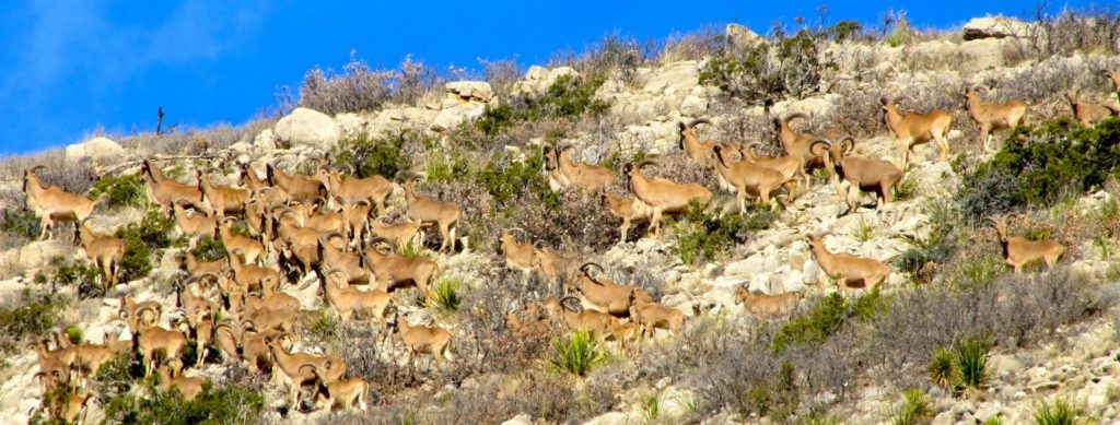 Huge herd of aoudad in West Texas