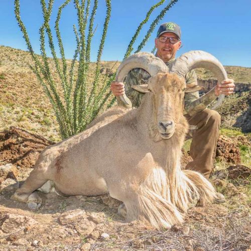 https://gothunts.com/west-texas-free-range-aoudad-hunt/