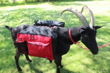 pack goat