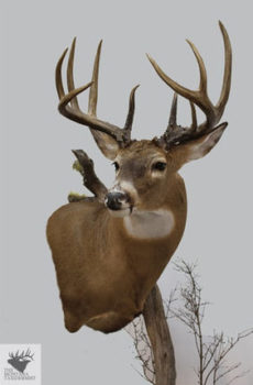 white tail