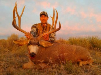 mule deer