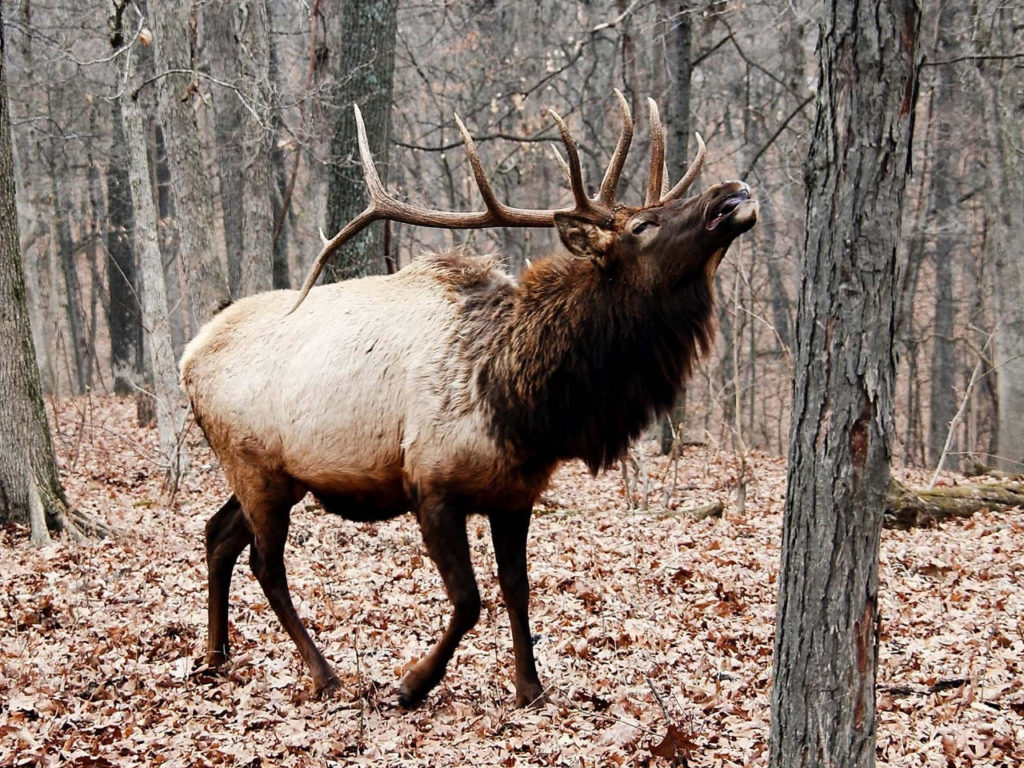 Missouri elk