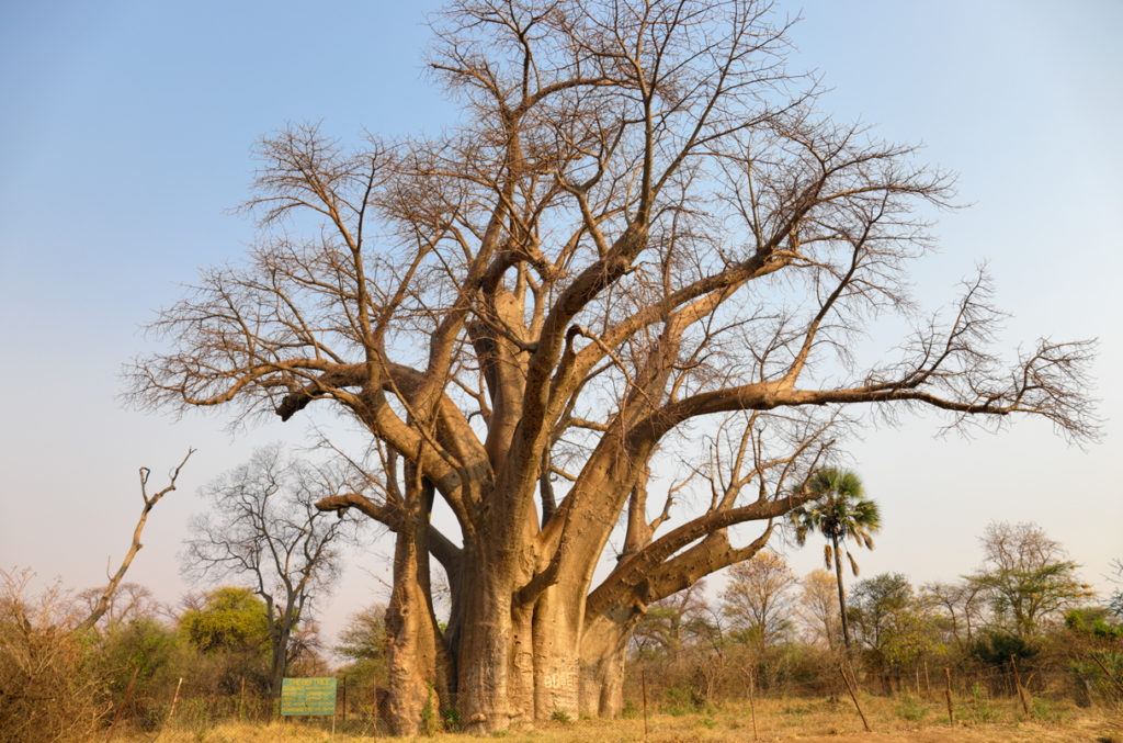 Big Baobab Tree