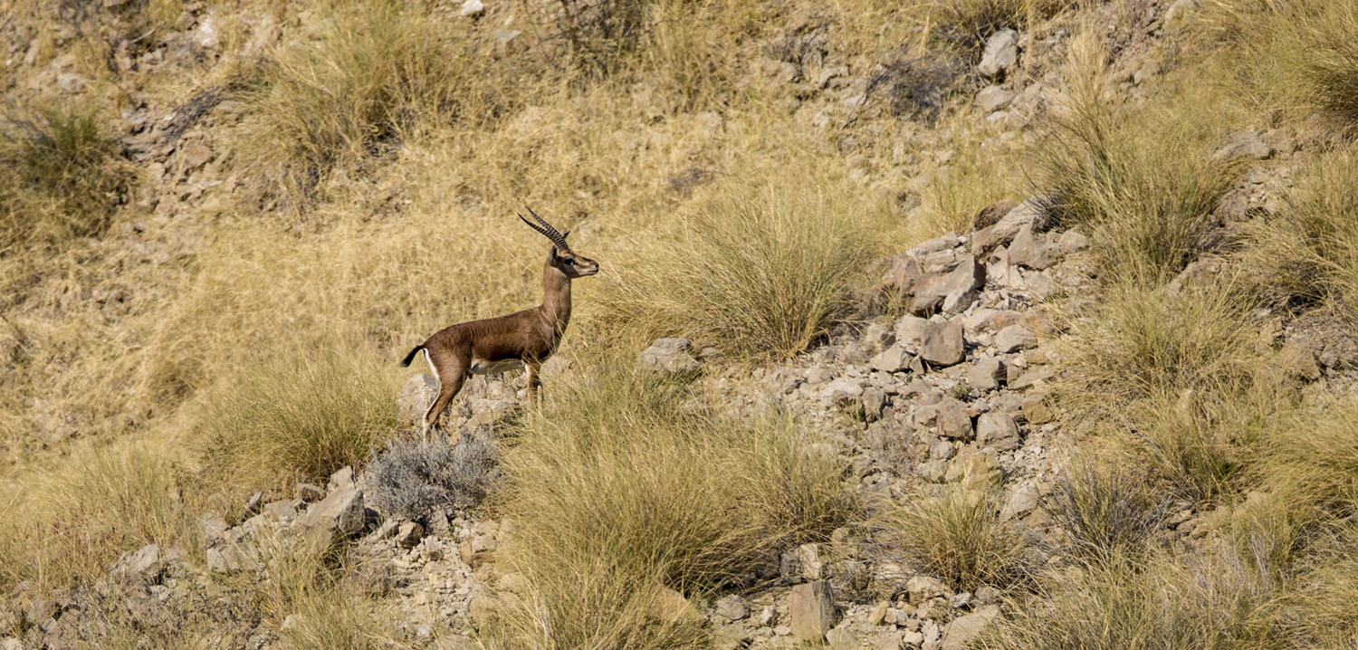 Pakistan Chinkara Gazelle